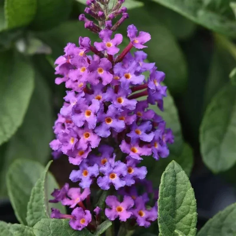 Butterfly Bush