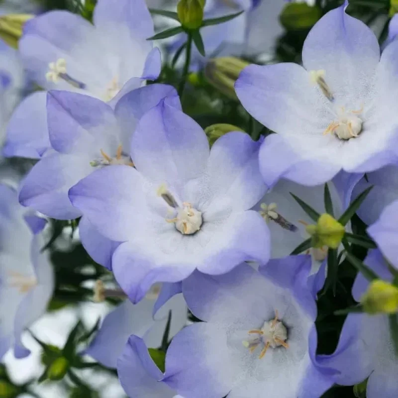 Bellflower