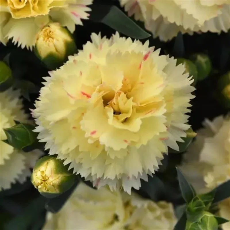 Carnation