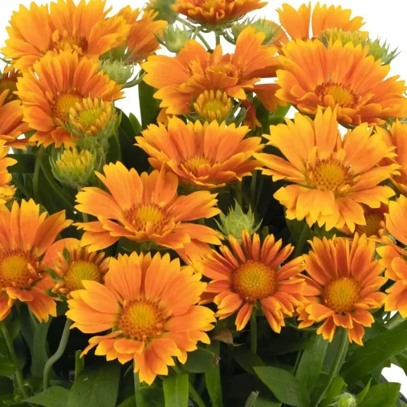 Blanket Flower
