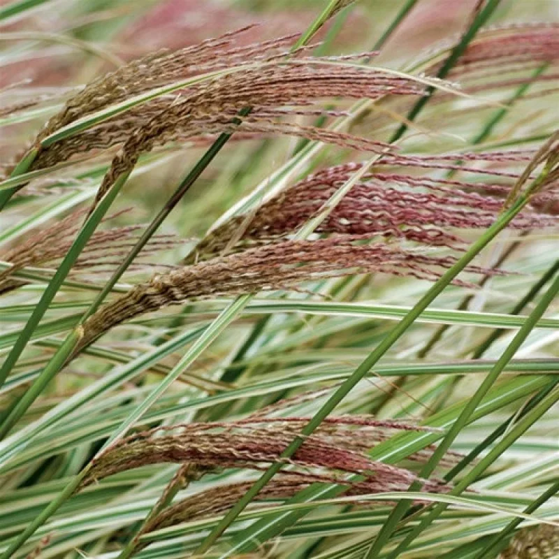 Maiden Grass