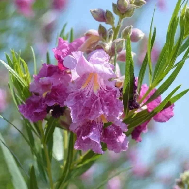 Desert Willow