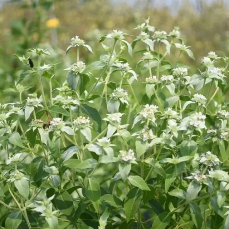 Clustered Mountain Mint