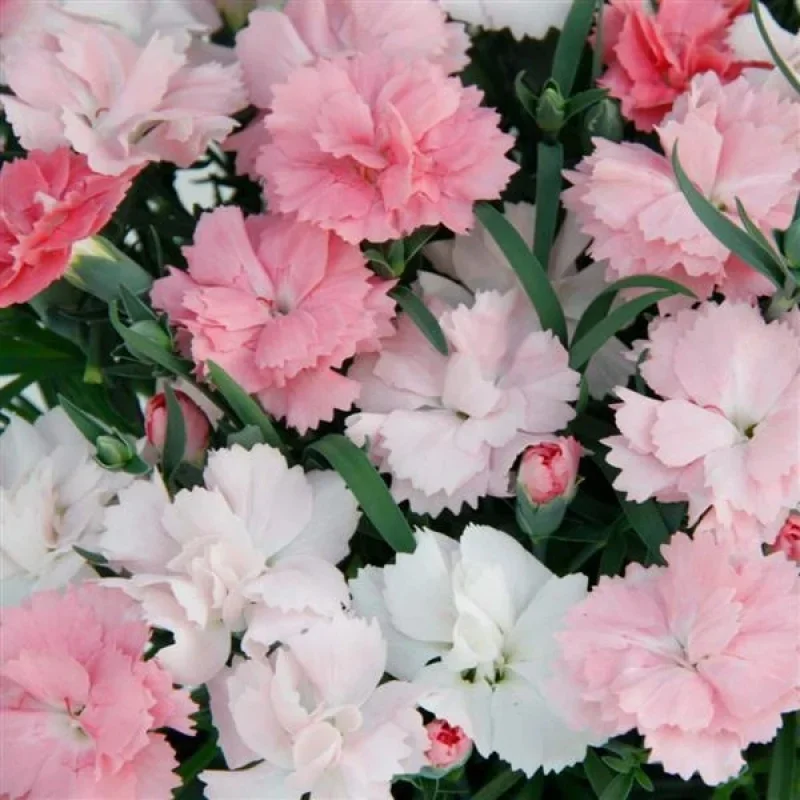 Pinks