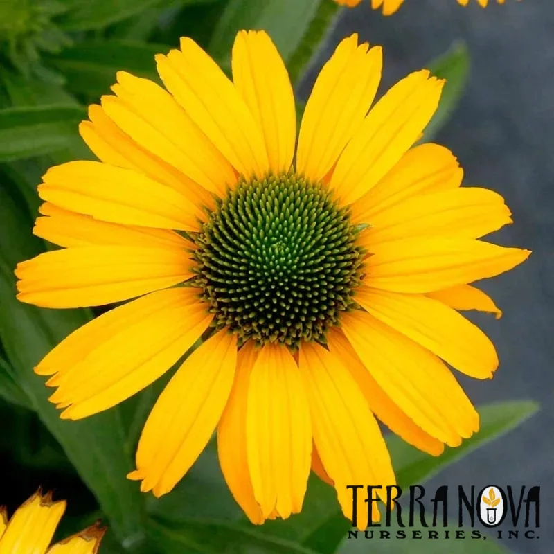Cone Flower