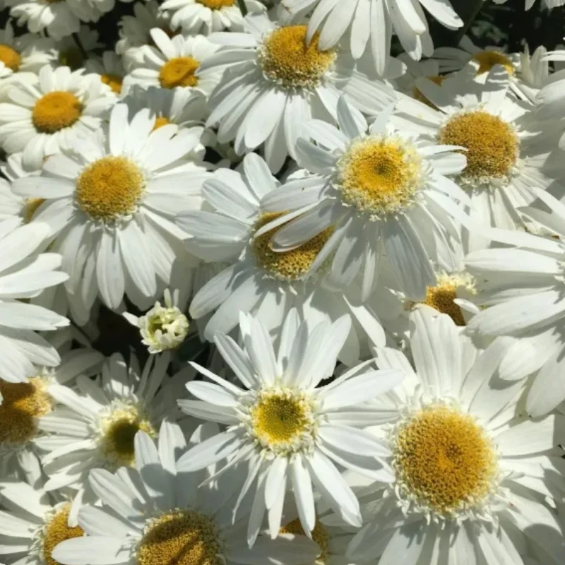 Shasta Daisy