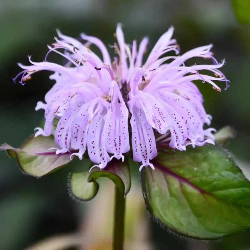Bee Balm