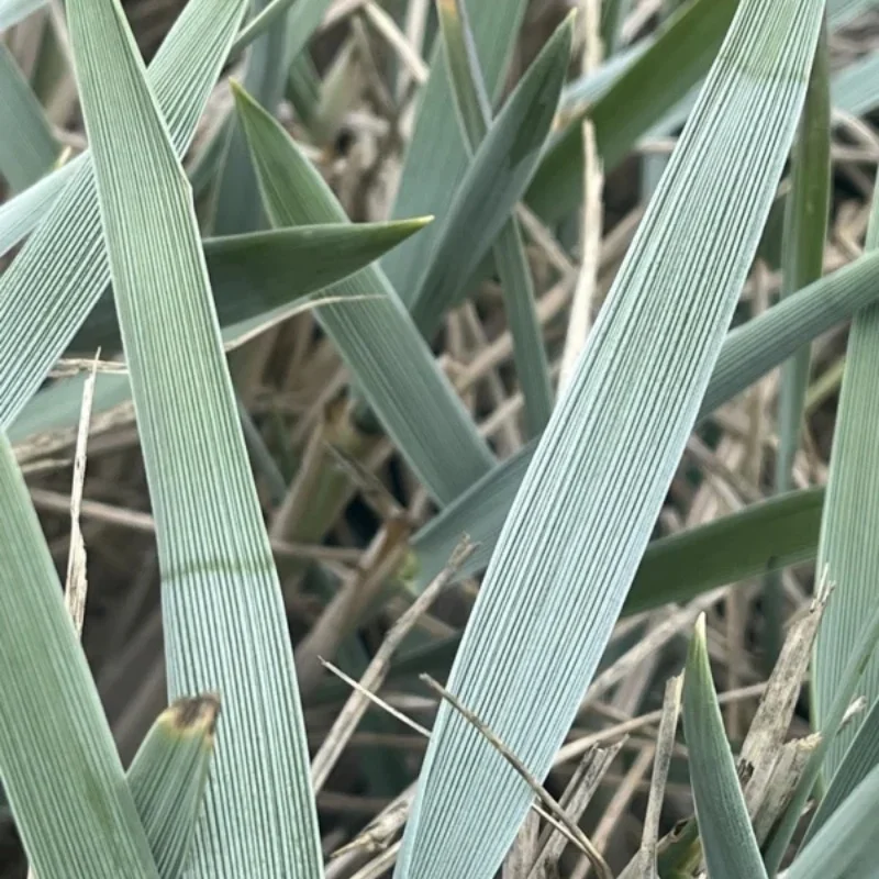 Blue Lyme Grass