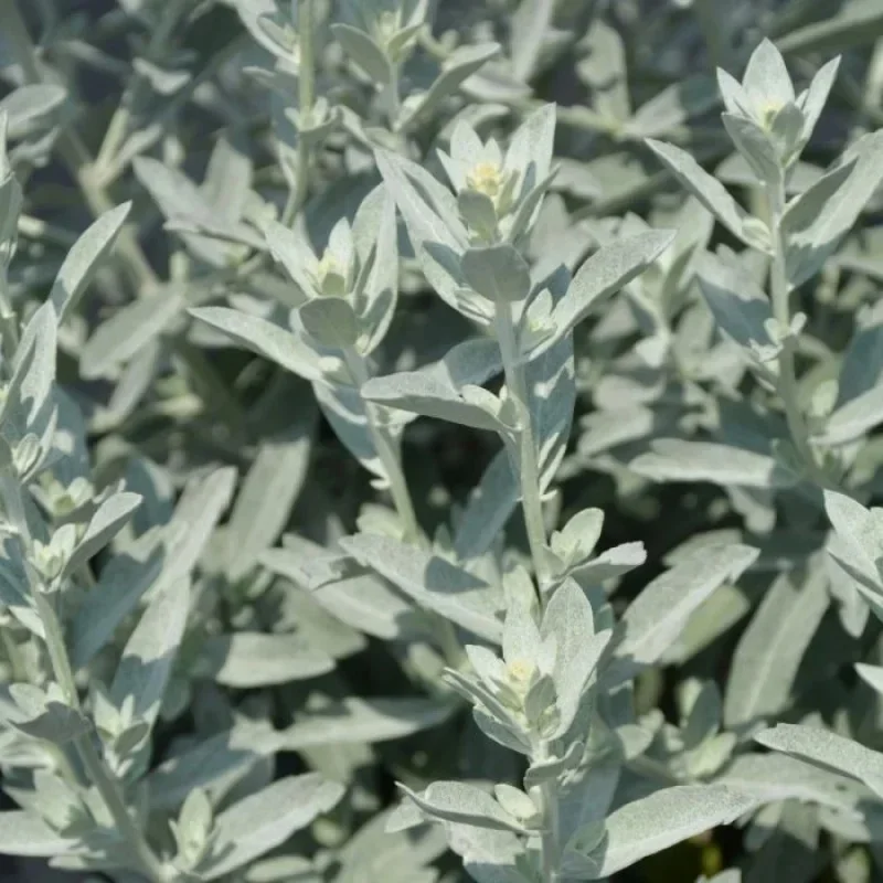 Wormwood