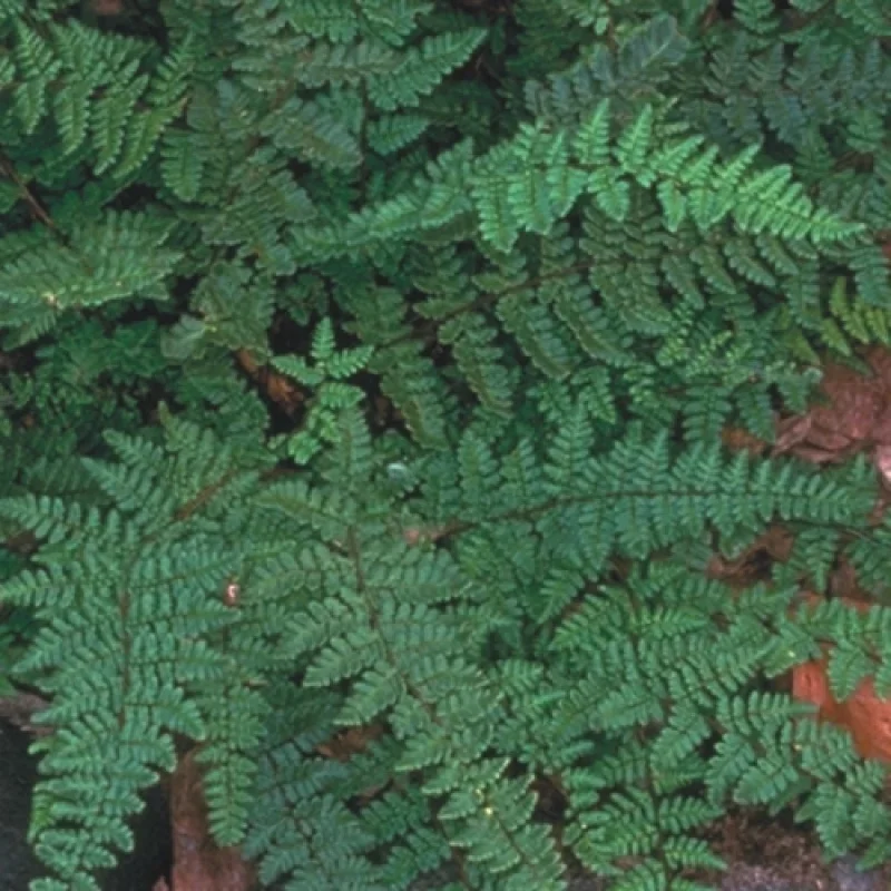 Hairy Lip Fern