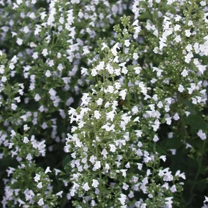 Calamint, Lesser Calamint