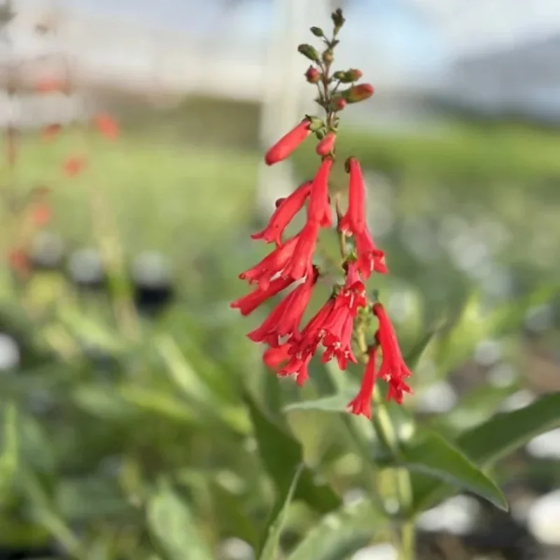 Beardtongue