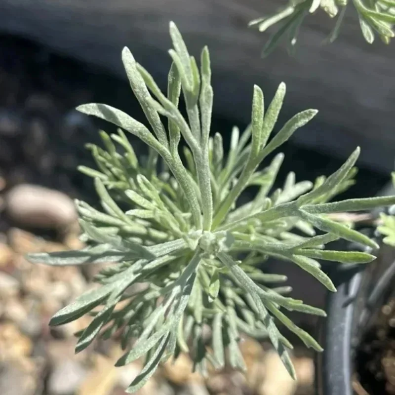 Threetip Sagebrush