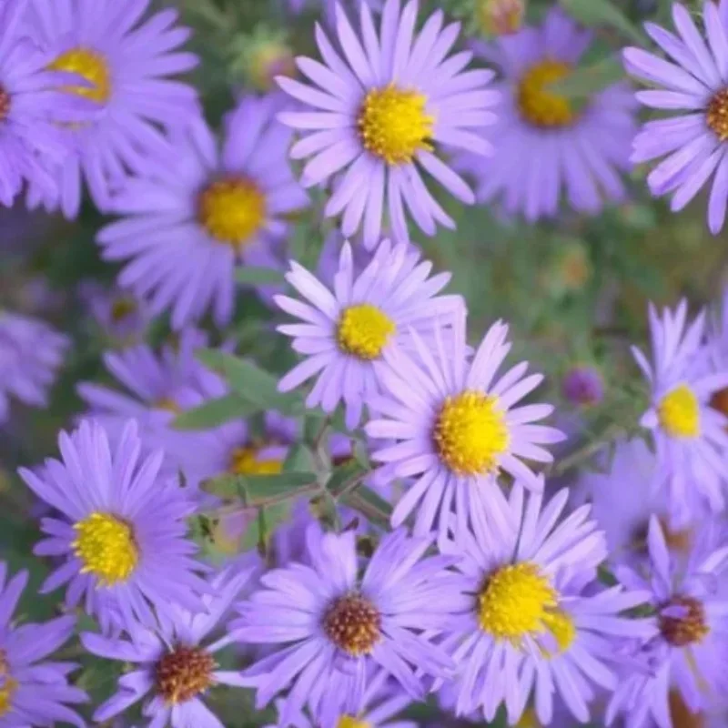 Aromatic Aster