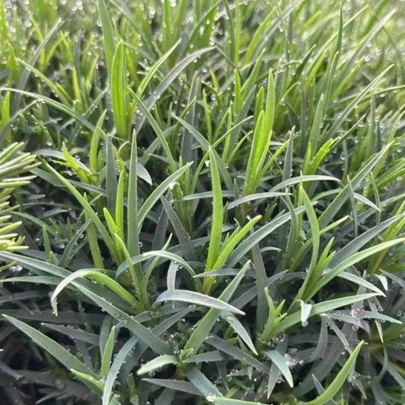 Fragrant Snowflake, Rock Pink