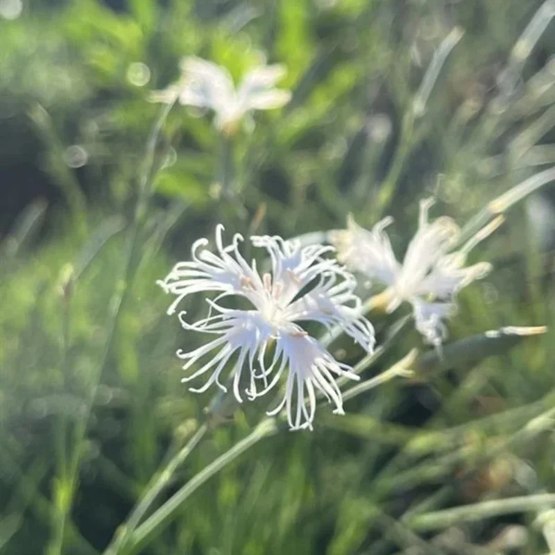 Fragrant Snowflake, Rock Pink