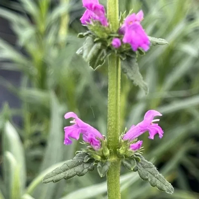 Dwarf Pink Lamb's Ear