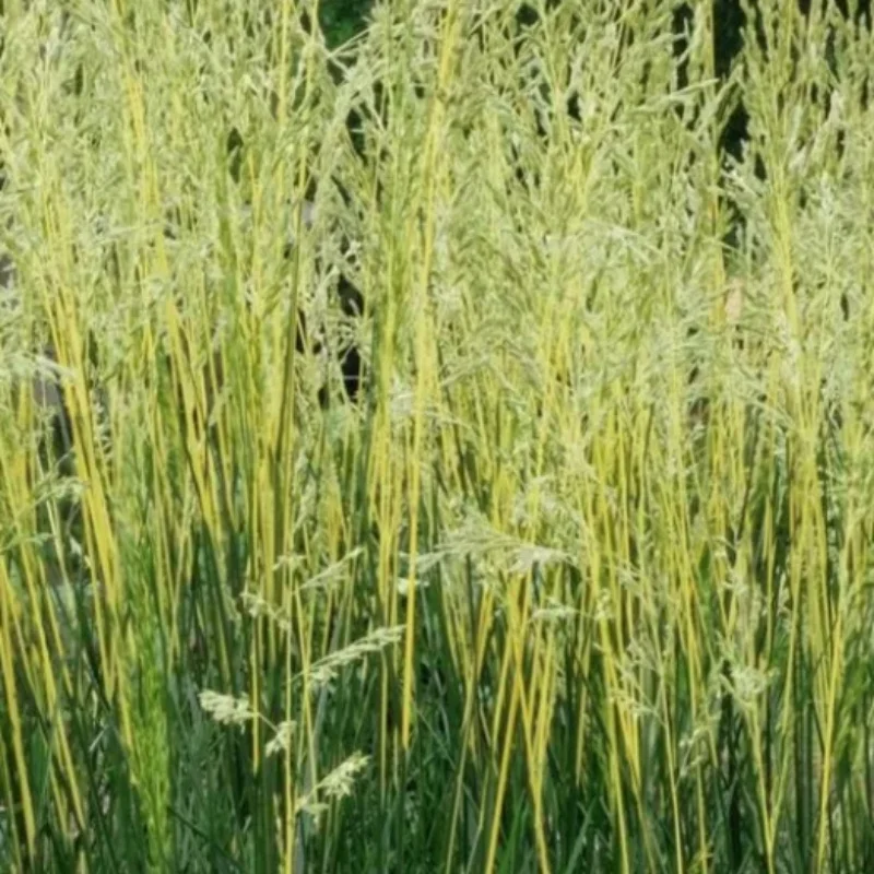 Tall Fescue