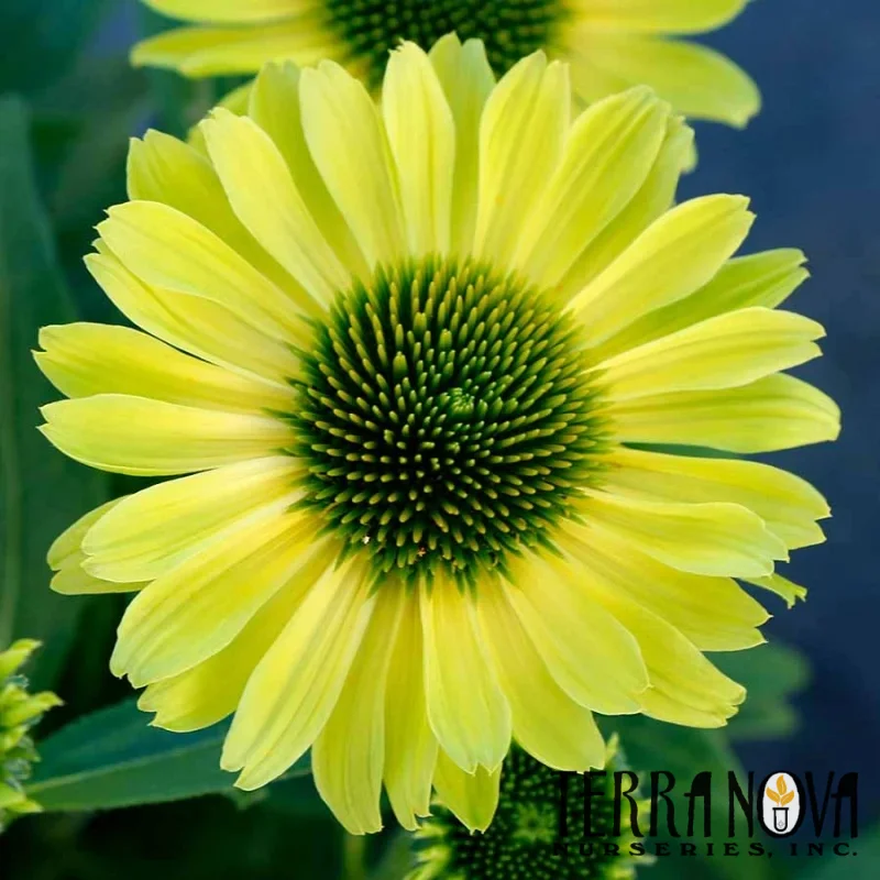 Coneflower