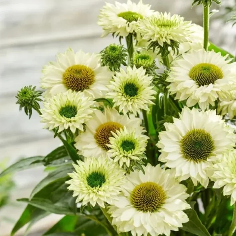 Coneflower
