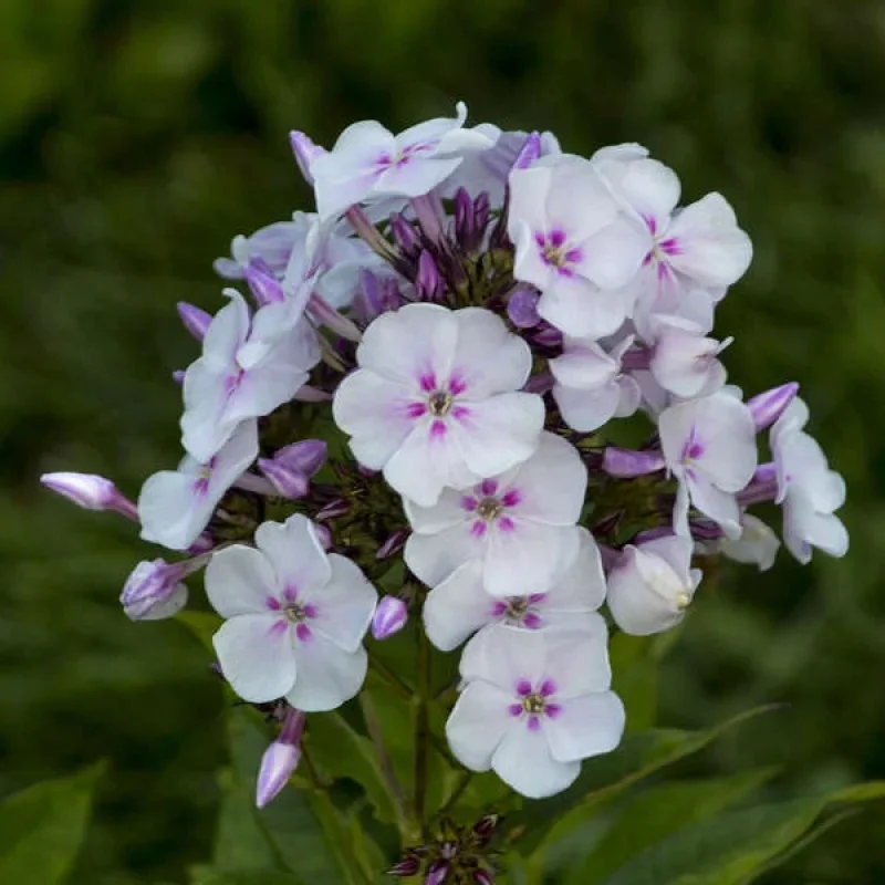Garden Phlox