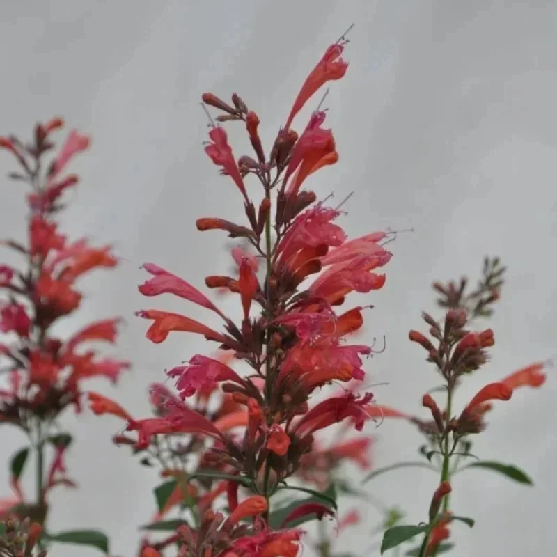 Hyssop, Hummingbird Mint