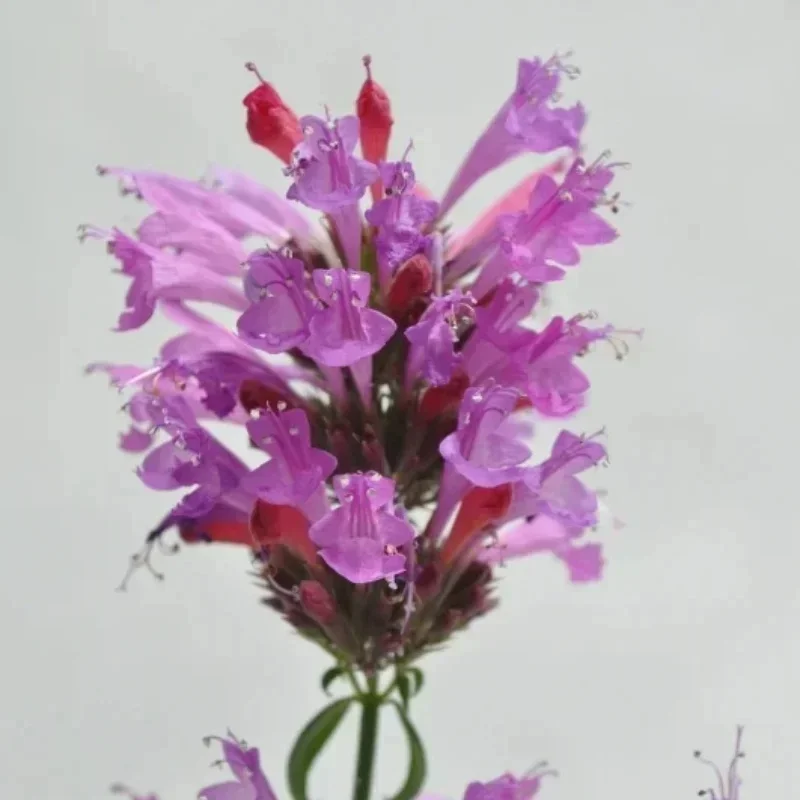 Hyssop, Hummingbird Mint