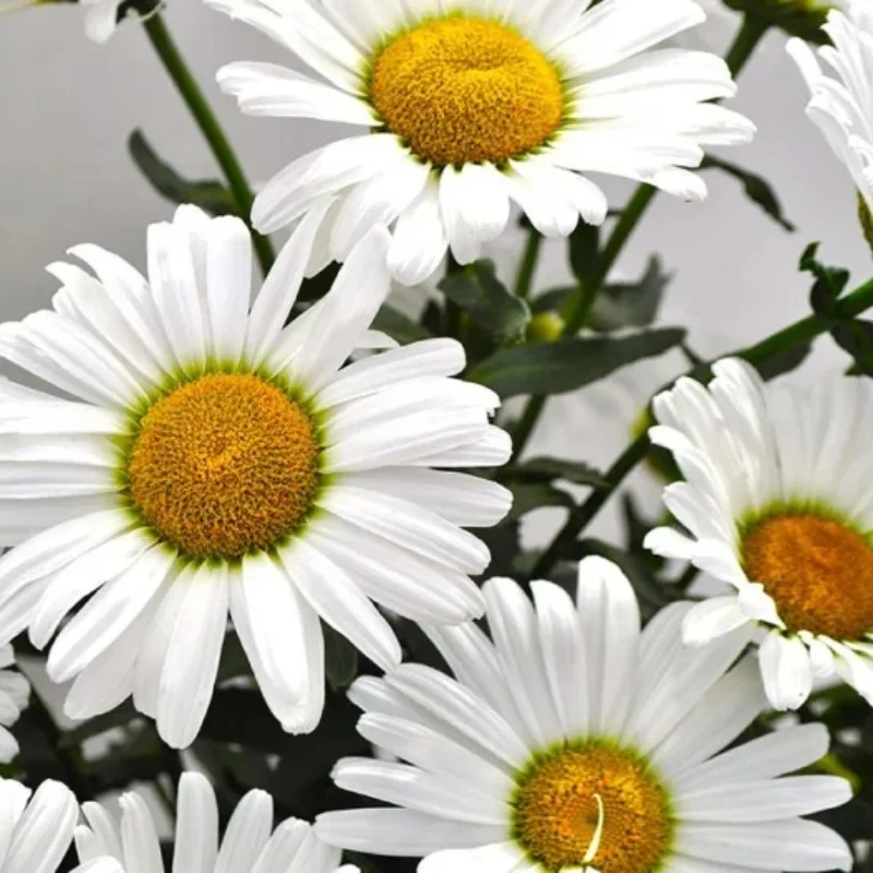 Shasta Daisy