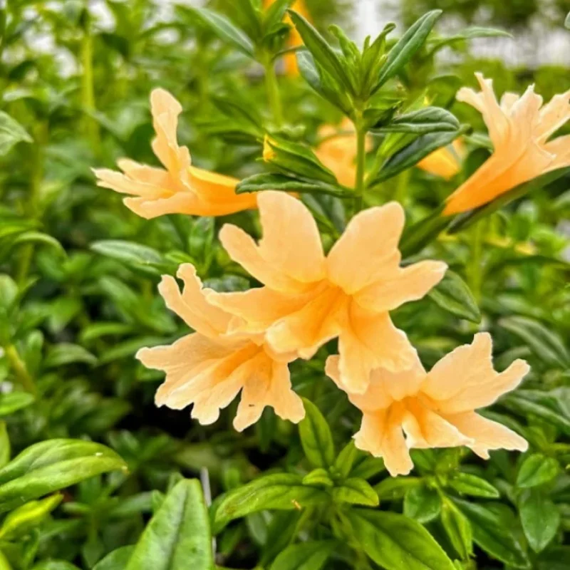 Sticky Monkeyflower