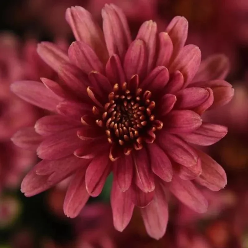 Garden Mum