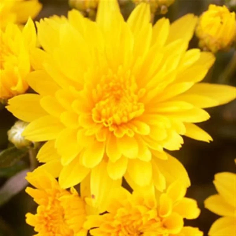 Garden Mum