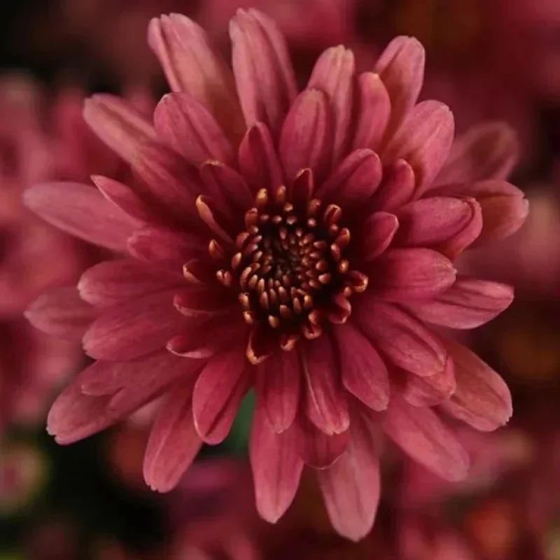 Garden Mum