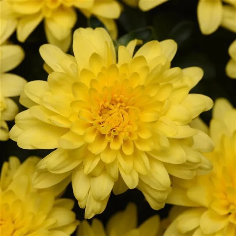 Garden Mum