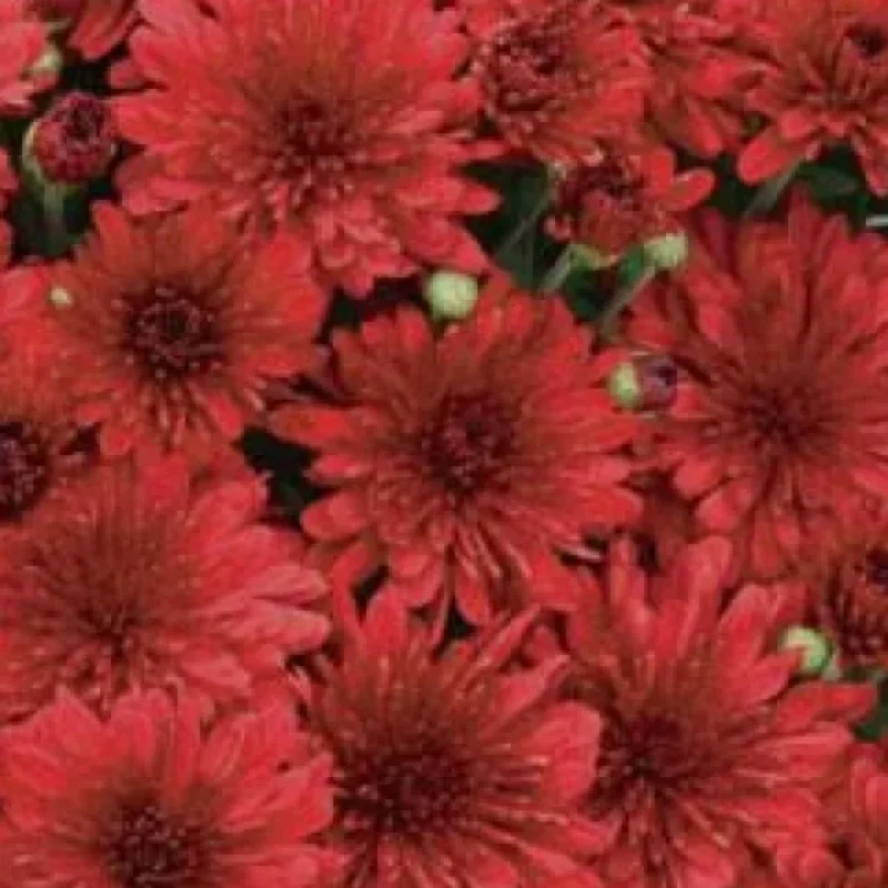 Garden Mum