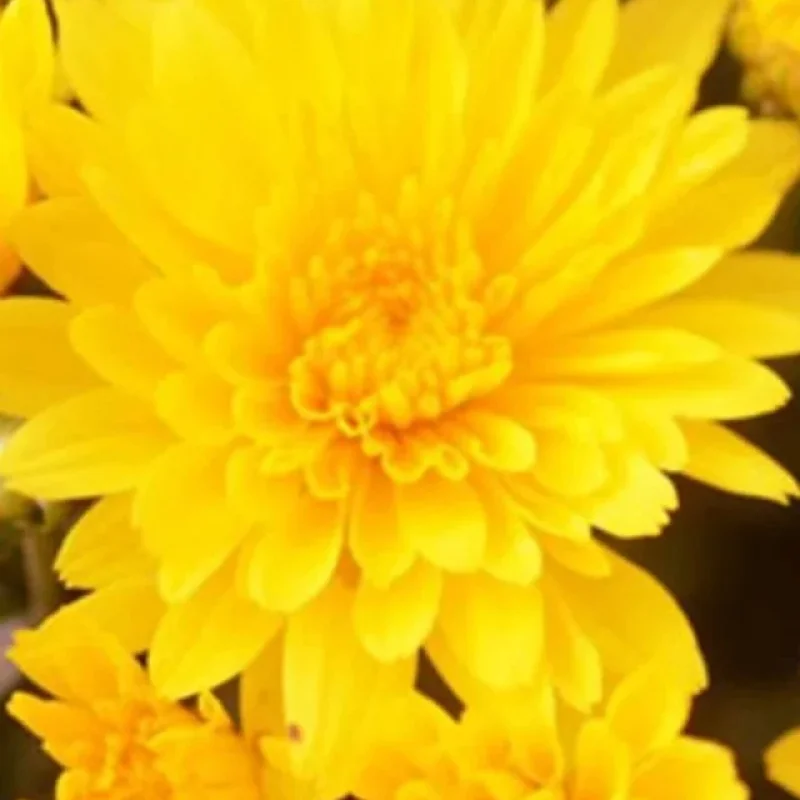 Garden Mum