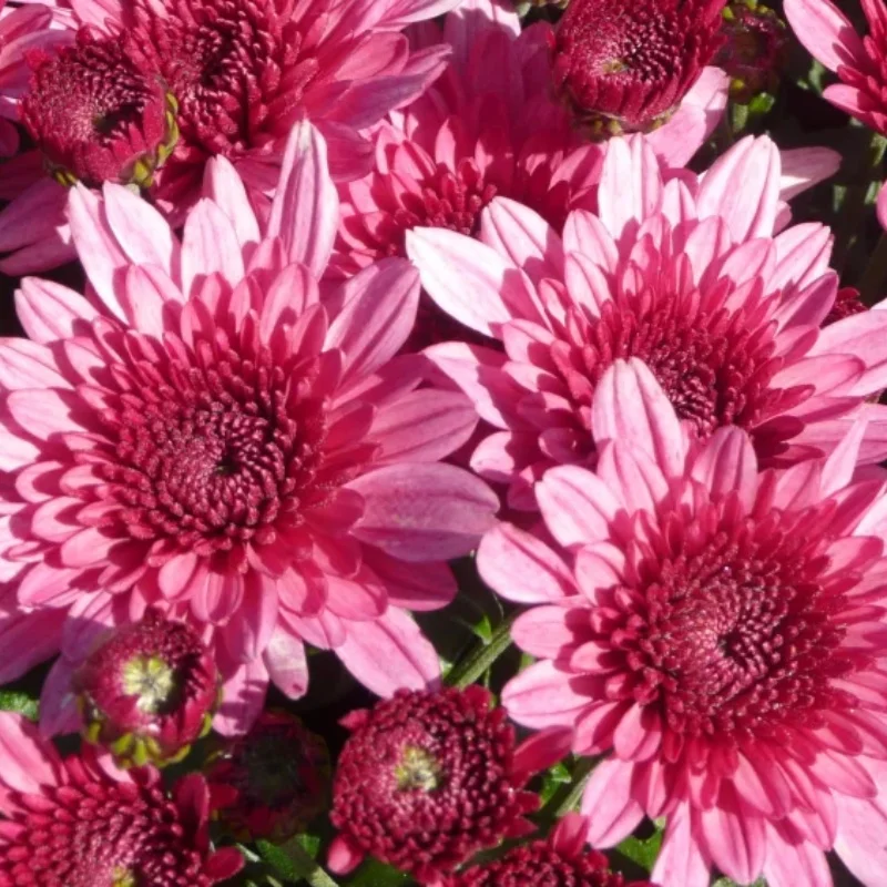 Garden Mum