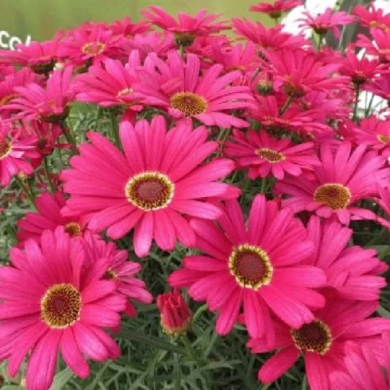 Garden Mum