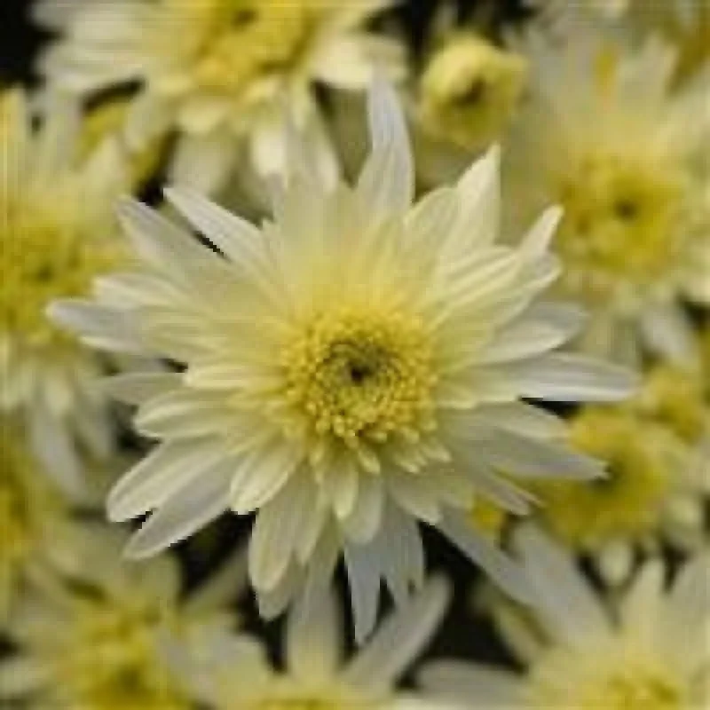 Garden Mum