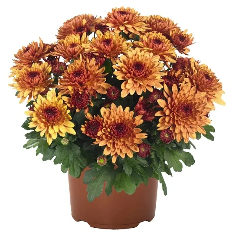 Garden Mum