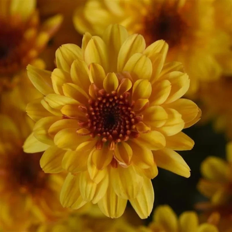 Garden Mum