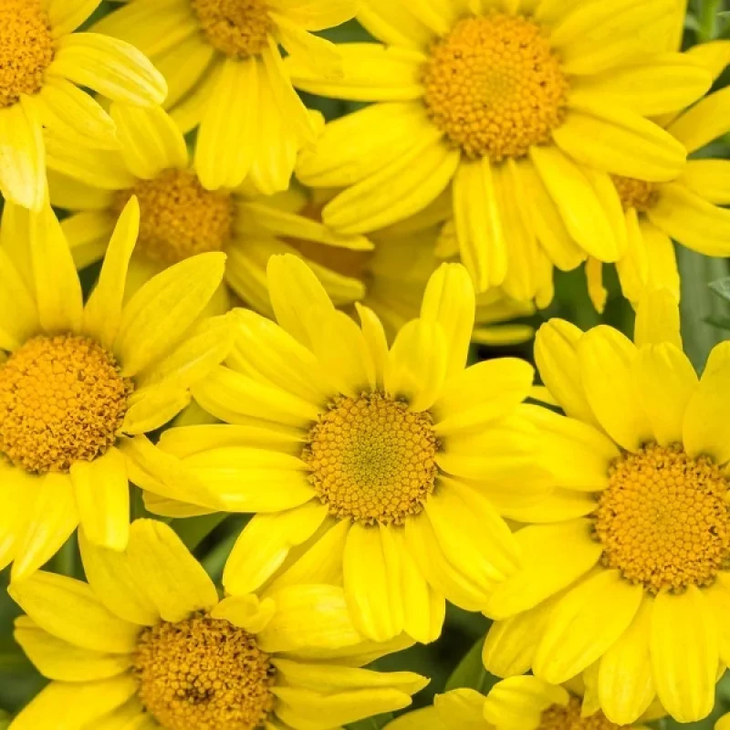 Garden Mum