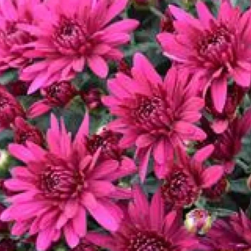 Garden Mum