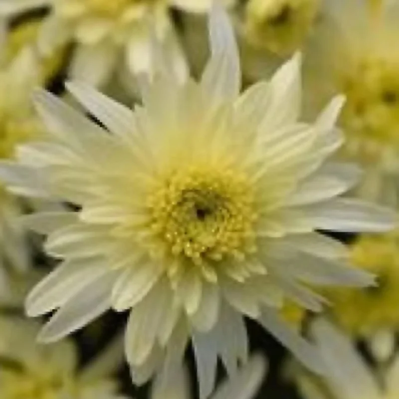 Garden Mum