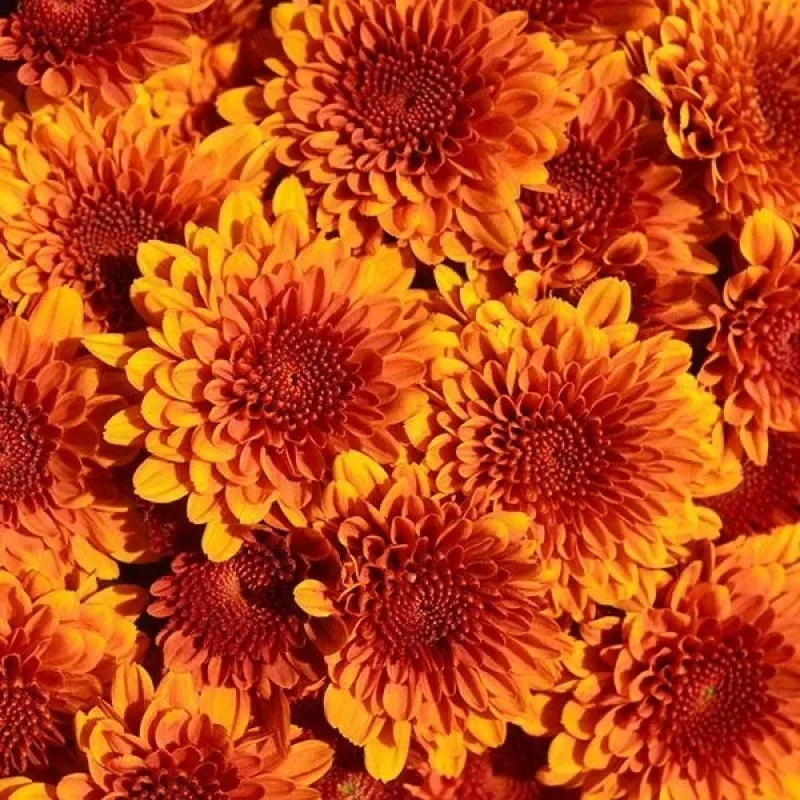Garden Mum