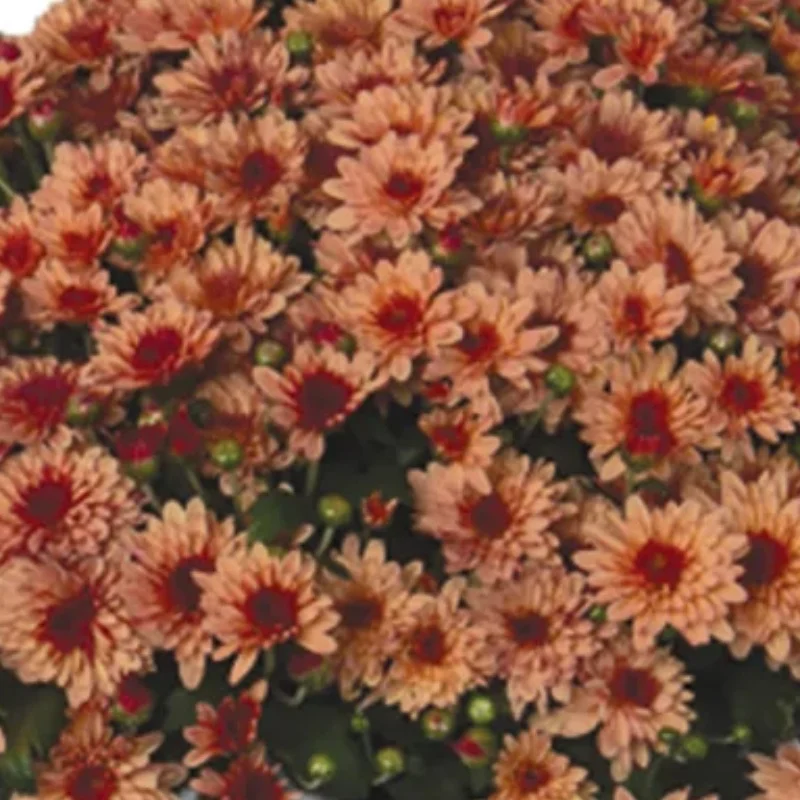 Garden Mum