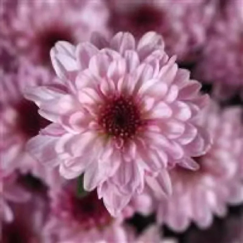 Garden Mum