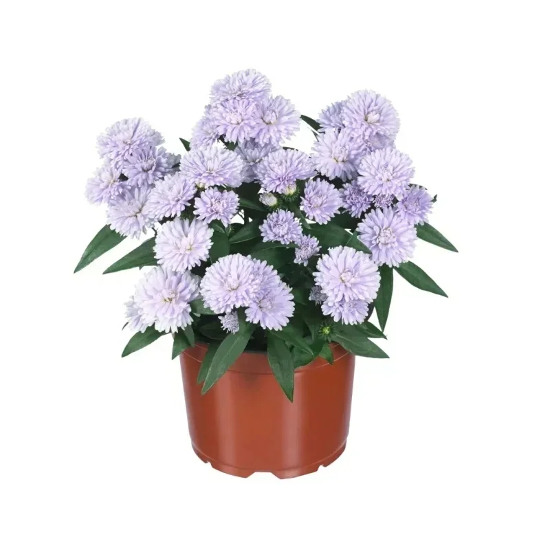 Michaelmas Daisy, New York Aster