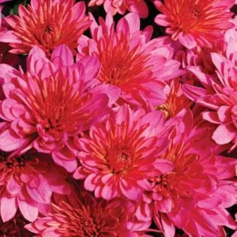 Garden Mum