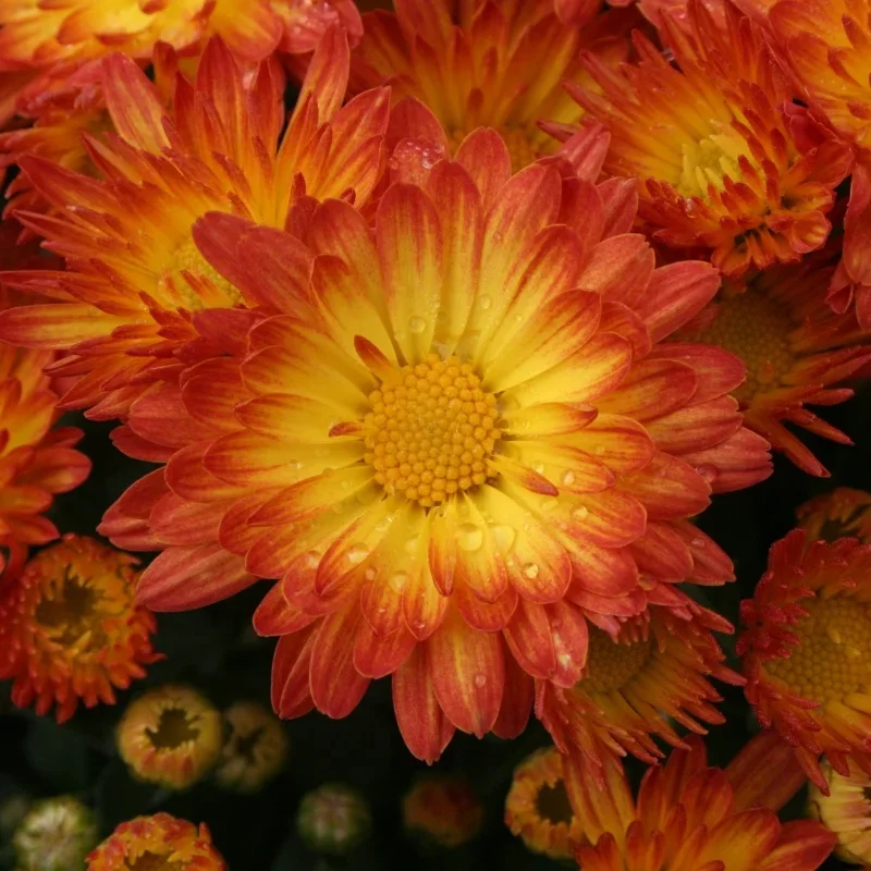 Garden Mum