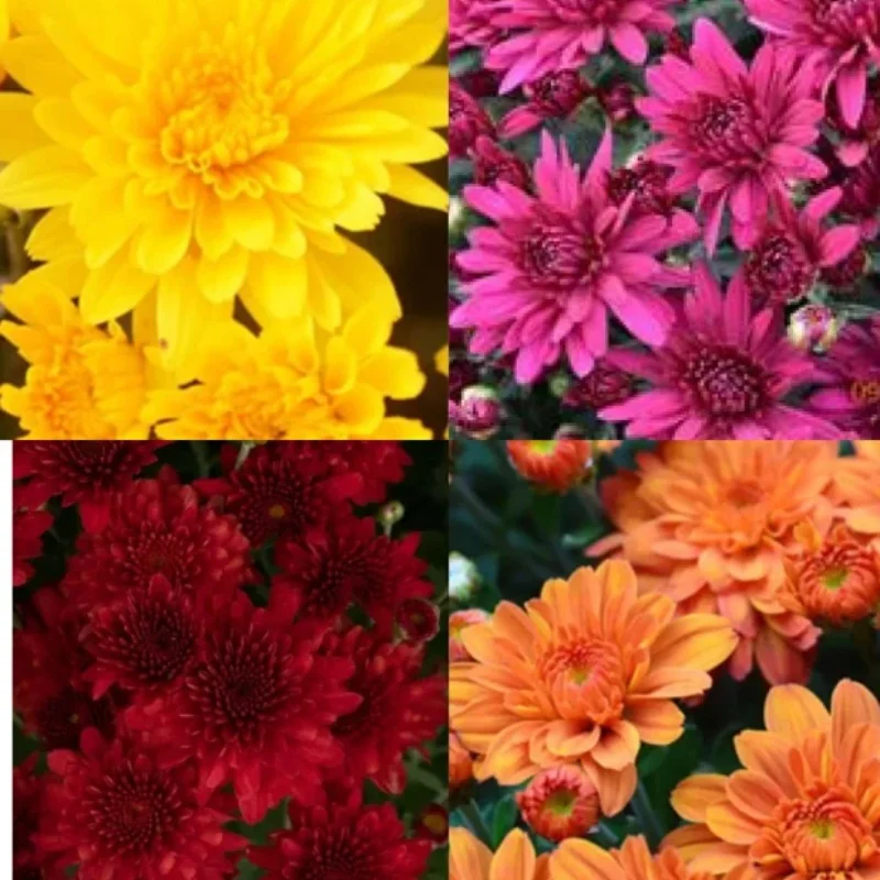 Garden Mum